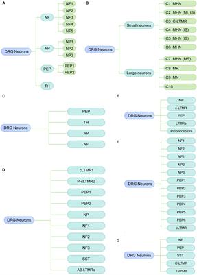 Single-cell transcriptomic profiling of dorsal root ganglion: an overview